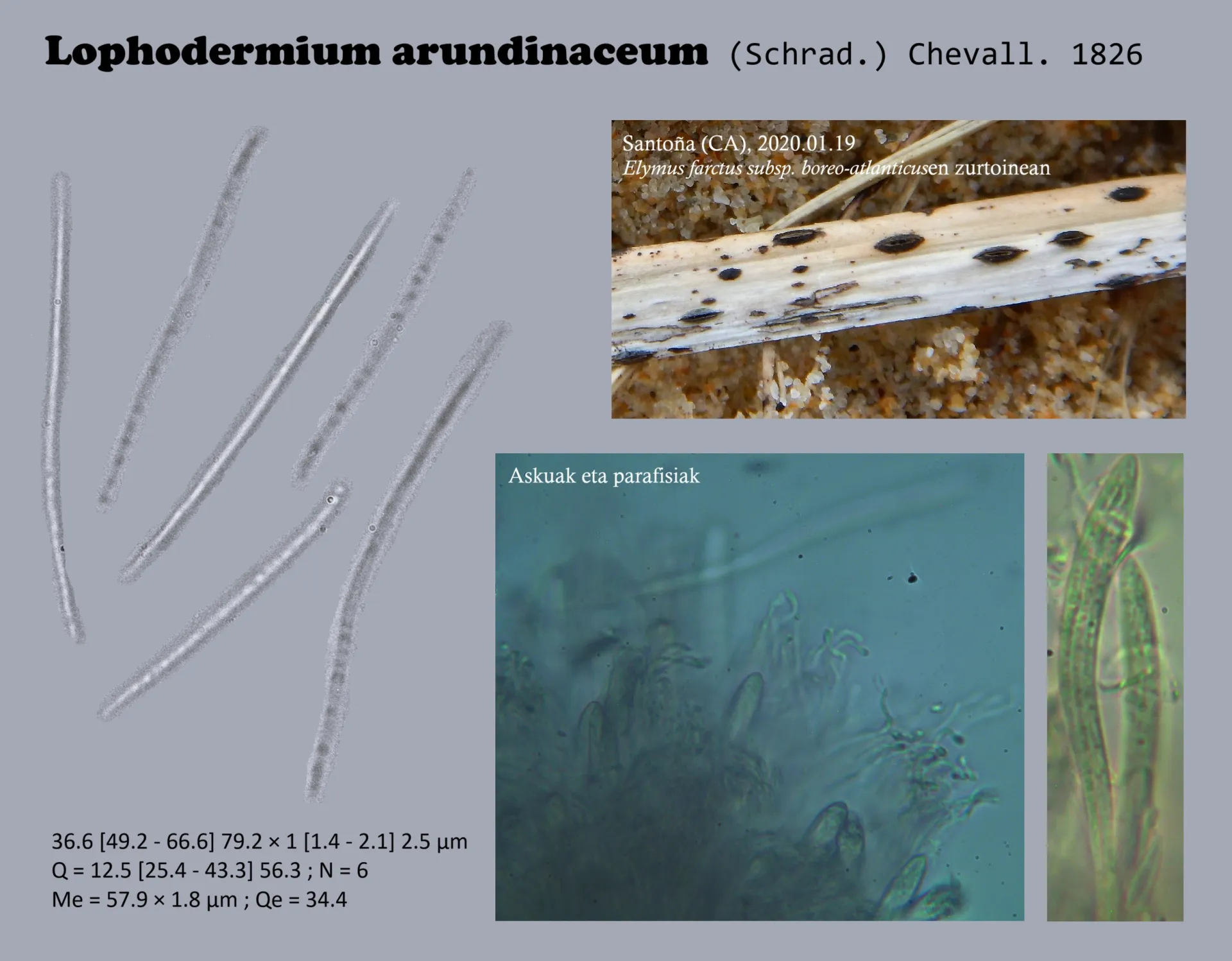Microscopía de Lophodermium arundinaceum